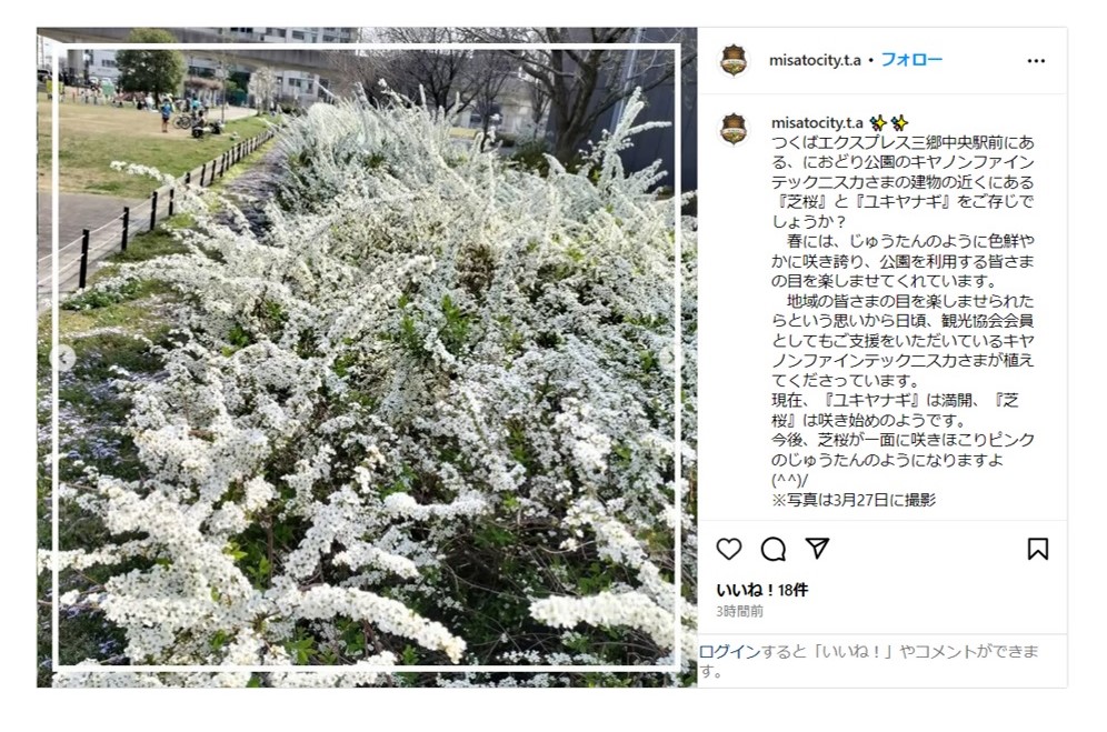 三郷市観光協会のインスタグラムで紹介された雪柳